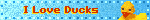 blinkie that says 'i love ducks' with a blue background and a yellow rubber duck in the right corner